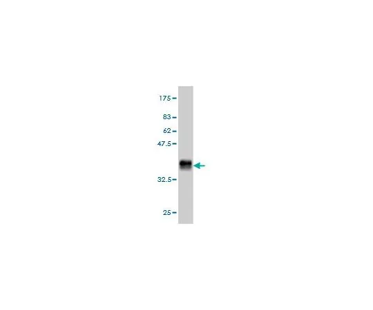 62-8533-64 Anti-GHR Mo*** mAb (3A12) ST1543-100UG