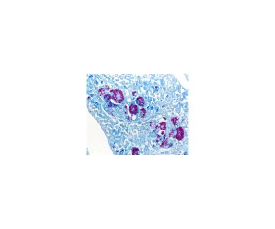 62-8535-05 ISOSLIDE(R) AFB Control Slides with reference tissue for the detection of Mycobacteria in histological tissue 1.02560.0001