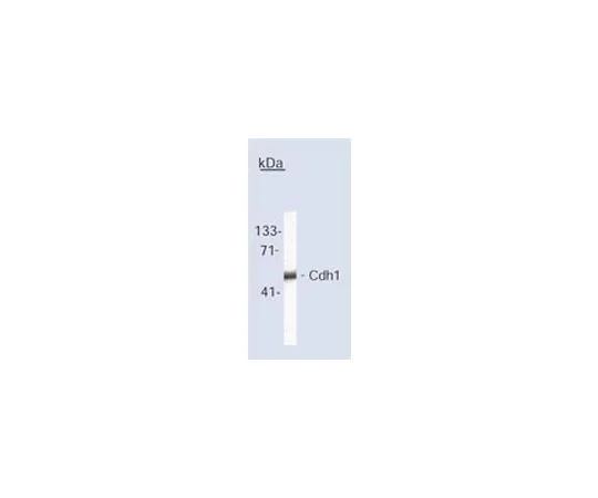 62-8480-26 Anti-Cdh1 (Ab-2) Mo*** mAb (DH01) CC43-100UG