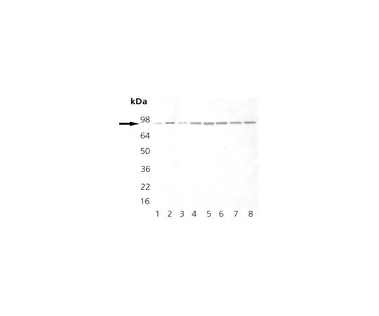 62-8422-79 Anti-Hsp90 Mo*** mAb (AC88) 386040-50UG