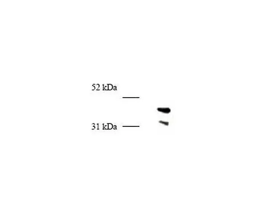 62-8529-96 Anti-PCNA (247-261) (Ab-5) Rabbit pAb PC474-50UL