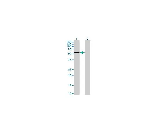 62-8477-55 Anti-ARSA Mo*** pAb AP1138-50UG
