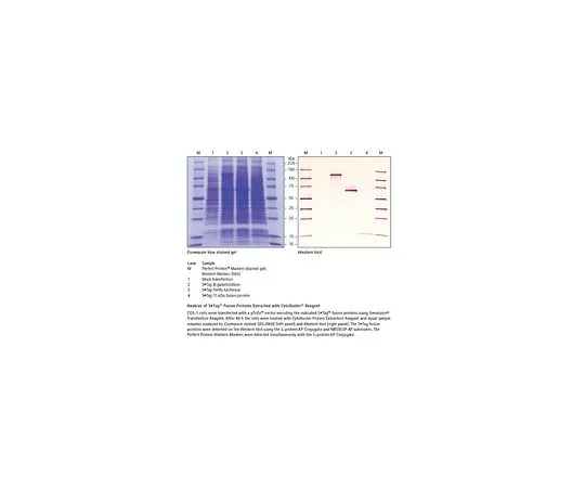 62-8403-01 CytoBuster(TM) Protein Extraction Reagent 71009-3