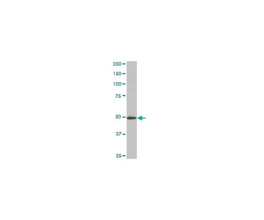 62-8533-61 Anti-HTT Mo*** mAb (3F1) ST1529-100UG
