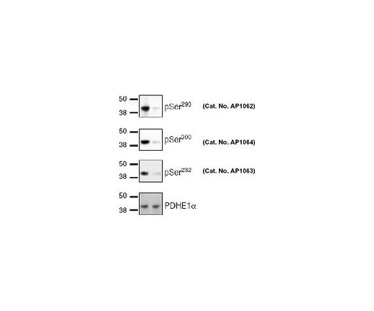 62-8477-52 PhosphoDetect(TM) Anti-PDH-E1a (pSer232) Rabbit pAb AP1063-50UG