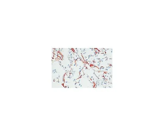 62-8419-87 Anti-Glial Fibrillary Acidic Protein Rat mAb (2.2B10) 345860-100UG