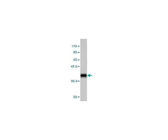 62-8477-66 Anti-TNFSF14 Mo*** mAb (4E3) AP1168-100UG