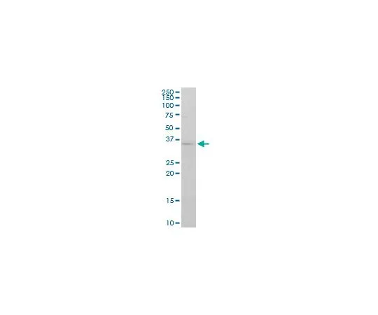 62-8533-92 Anti-FGF8 Mo*** mAb (2A10) ST1630-100UG