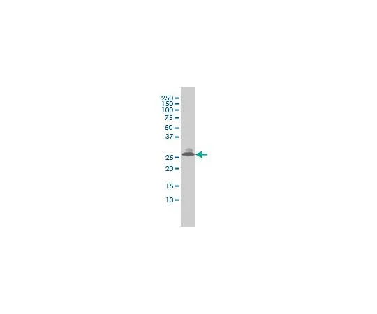 62-8533-57 Anti-EDN3 Mo*** mAb (2A6-2A4) ST1513-100UG