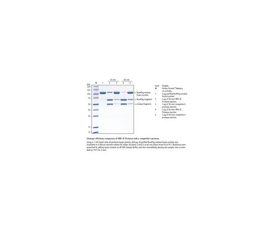 62-8404-65 HRV 3C Protease 71493-3