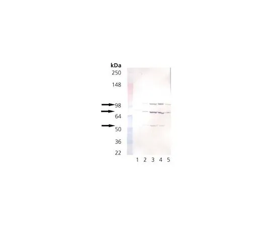 62-8426-07 Anti-KDEL Mo*** mAb (10C3) 420400-50UG
