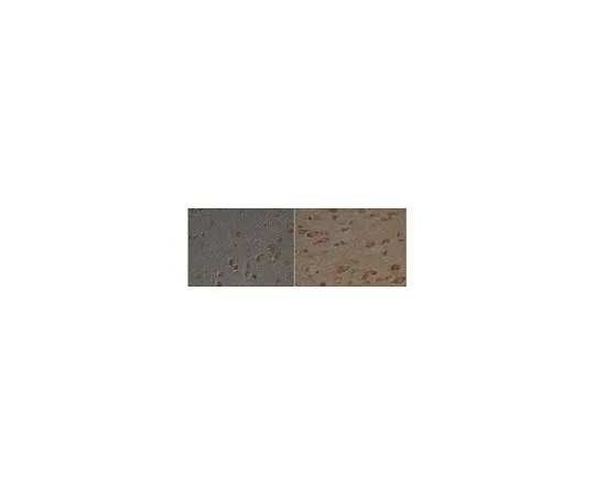 62-8481-25 Anti-8-Hydroxyguanosine Goat pAb DR1001-100UL