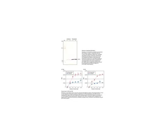 62-8404-03 PhosphoSafe(TM) Extraction Reagent 71296-3