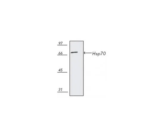 62-8422-78 Anti-Hsp70 Mo*** mAb (C92F3A-5) 386032-50UG