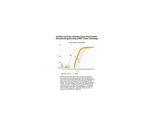 62-8405-52 NovaQUANT(TM) Human Mitochondrial to Nuclear DNA Ratio Kit 72620-1KIT