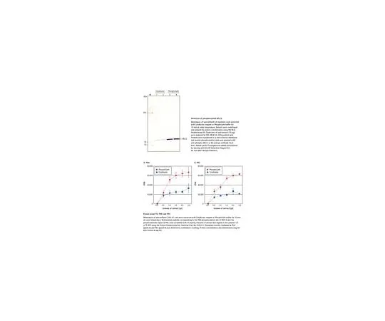 62-8404-04 PhosphoSafe(TM) Extraction Reagent 71296-4