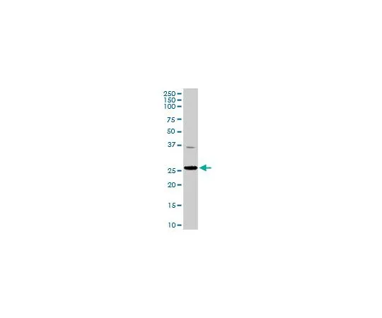 62-8481-38 Anti-TFAM Rabbit pAb DR1071-100UG