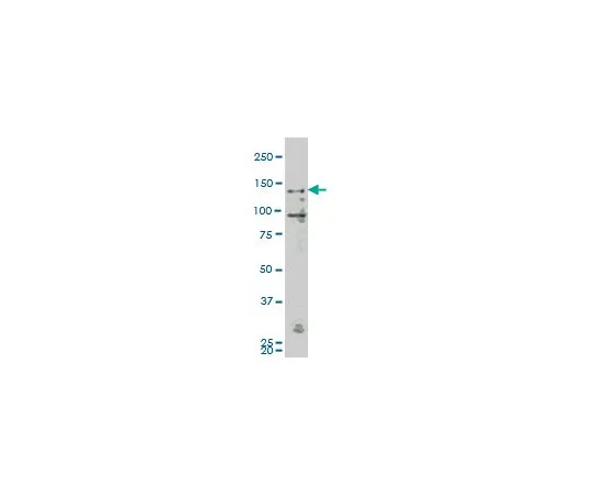 62-8533-96 Anti-MAP4K4 Mo*** mAb (4A5) ST1641-100UG