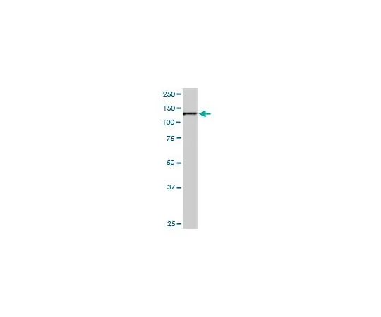 62-8533-77 Anti-OPA1 Rabbit pAb ST1587-100UG