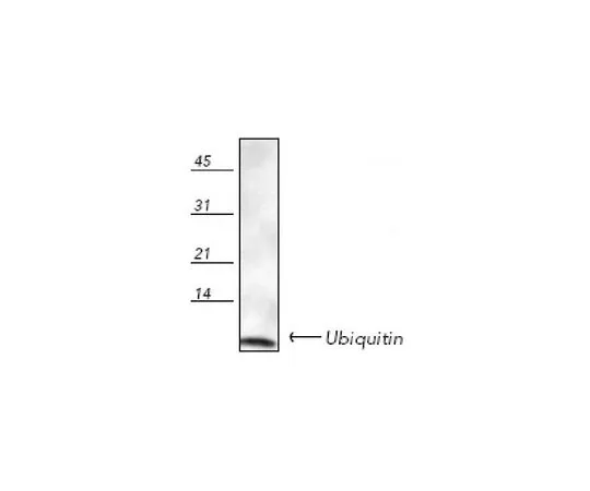 62-8442-77 Anti-Ubiquitin Rabbit pAb 662099-50UL