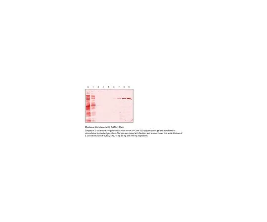 62-8403-24 RedAlert(TM) 10X Western Blot Stain 71078-3