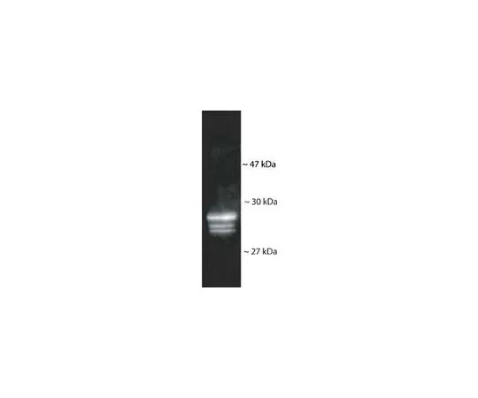 62-8533-40 Anti-20S Proteasome Core Subunits Rabbit pAb ST1053-100UL