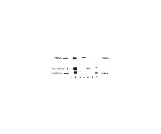 62-8533-51 Anti-PGC-1α Rabbit pAb ST1204-100UL
