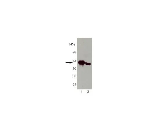 62-8411-34 Anti-Calreticulin Mo*** mAb (FMC75) 208912-50UG