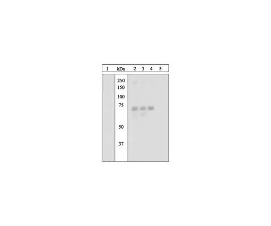 62-8433-79 PhosphoDetect(TM) Anti-PKR (pThr451) Rabbit pAb 527460-10T