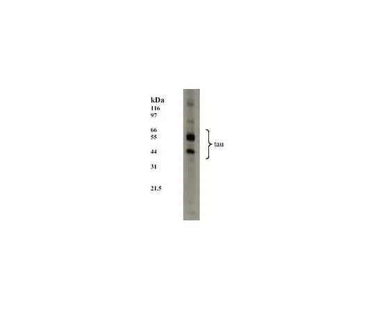 62-8440-12 Anti-Tau Mouse mAb (TAU-5) 577801-100UG