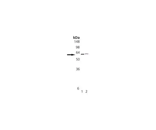 62-8435-50 Anti-Protein Disulfide Isomerase Rabbit pAb 539229-50UL