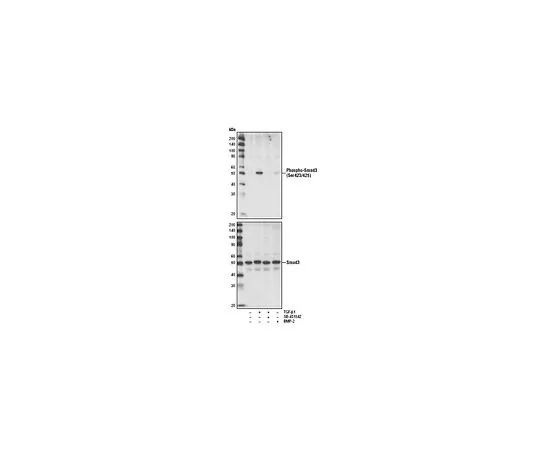 62-8530-62 PhosphoDetect(TM) Anti-Smad3 (pSer423/425) Rabbit mAb (C25A9) PS1023-50UL