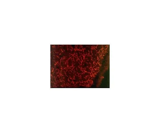 62-8529-71 Anti-Serotonin (5-HT) Transporter (579-599) Rabbit pAb PC177L-100UL