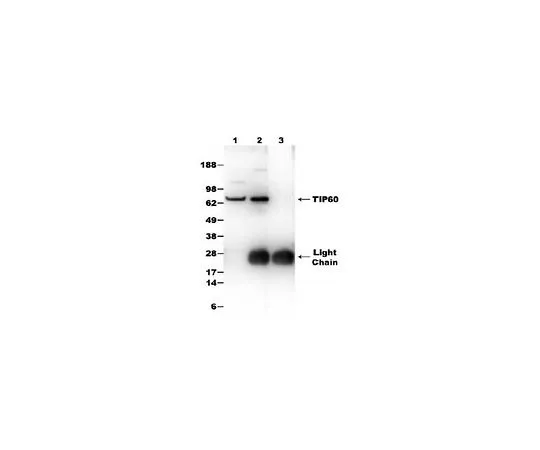 62-8481-31 Anti-TIP60 Rabbit pAb DR1041-50UL