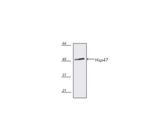 62-8422-77 Anti-Hsp47 Mo*** mAb (M16.10A1) 386023-50UG