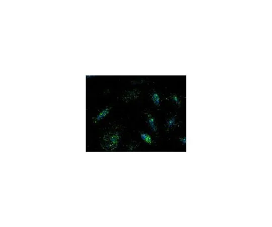 62-8426-44 Anti-Lamp1 Mouse mAb (LY1C6) 428017-100UG