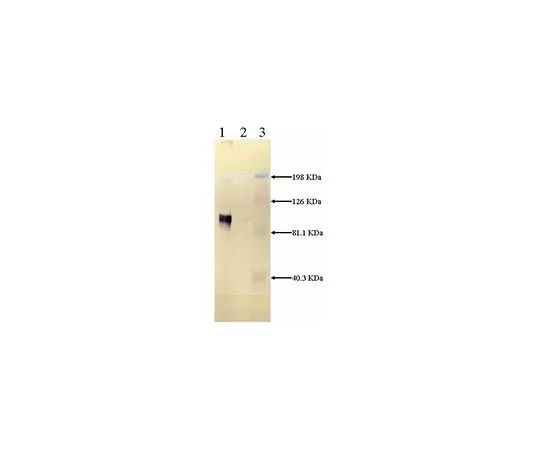 62-8427-11 Anti-LRP, Light Chain Mouse mAb (5A6) 438192-100UG