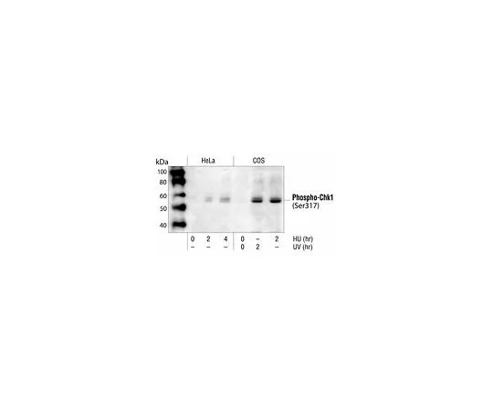 62-8481-28 PhosphoDetect(TM) Anti-Chk1 (pSer317) Rabbit pAb DR1025-50UL