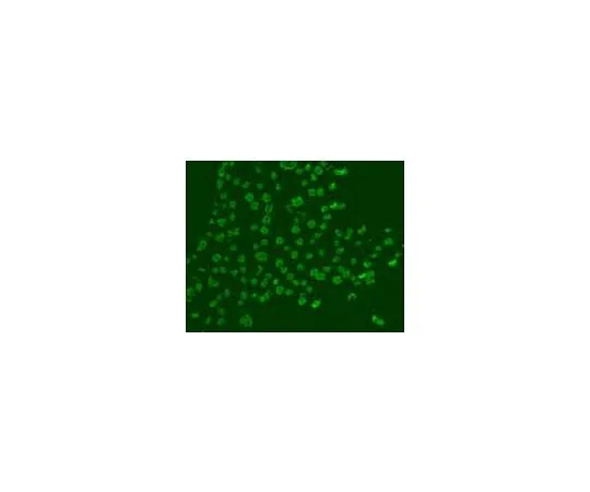 62-8528-29 Anti-BrdU (Ab-3) Mo*** mAb (Mobu-1) NA61-100UG