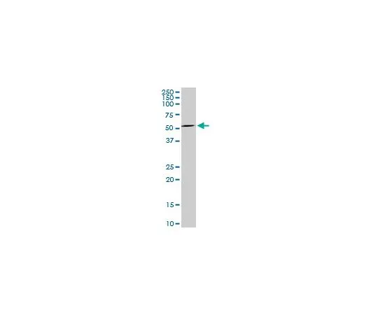 62-8534-10 Anti-MAG Mo*** mAb (3C7) ST1684-100UG