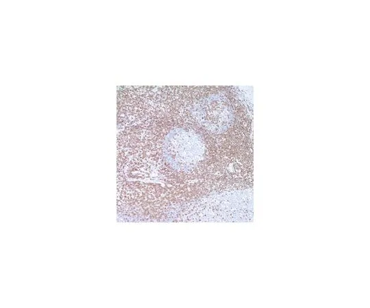 62-8529-98 Anti-CD3 Rabbit pAb PC630-100UL