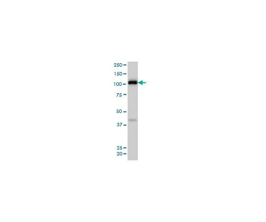 62-8477-68 Anti-EPHA4 Mo*** mAb (6H7) AP1173-100UG