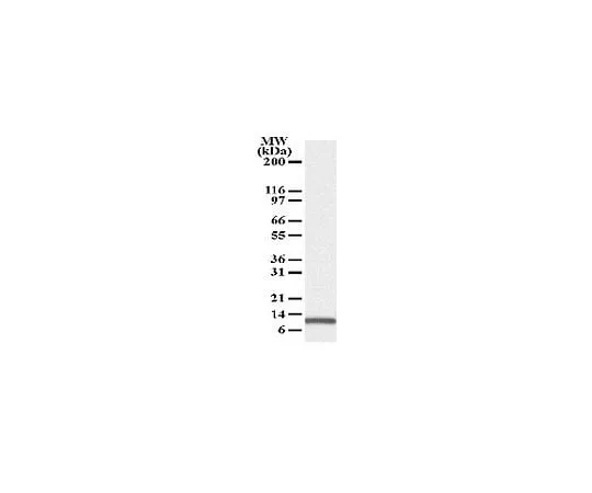 62-8529-42 Anti-Noxa Mo*** mAb (114C307) OP180-100UG