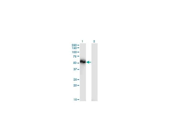 62-8477-65 Anti-TNS4 Mo*** mAb (3B8) AP1167-100UG