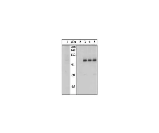 62-8424-83 PhosphoDetect(TM) Anti-Insulin Receptor (pTyr1162/1163) Rabbit pAb 407707-10T
