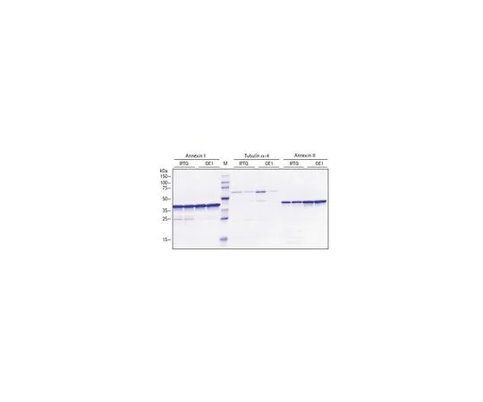 62-8405-36 Overnight Express(TM) Autoinduction NMR Medium - 15N 71759-3