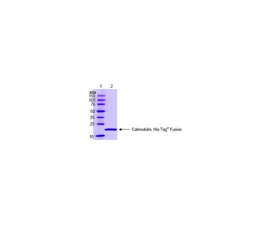 62-8410-92 Calmodulin, His⋅Tag(R)fusion 208670-50UG