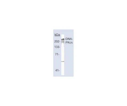 62-8528-28 Anti-DNA-PK (Ab-2) Mo*** mAb (18-2) NA57-100UG