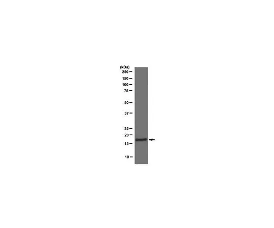 62-8422-47 PhosphoDetect(TM) Anti-Histone H3 (pSer10) (7-20) Rabbit pAb 382159-50UG