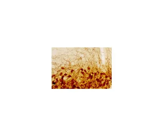 62-8529-75 Anti-Vasopressin Rabbit pAb PC234L-100UL